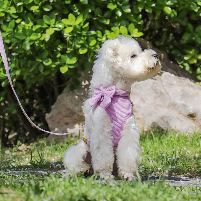 3-Piece Dog Collar Harness Leash Set with Bowknot