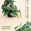Realistic Artificial Monstera Potted Plant