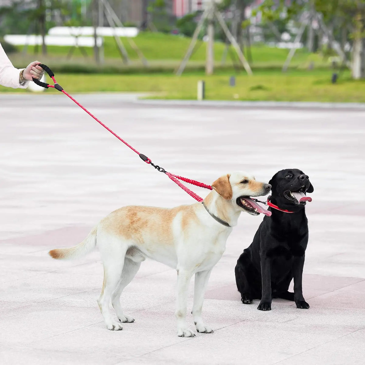 A light-colored dog is being led by a red leash attached to a double dog leash with shock absorbing bungee.
