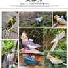 Adjustable Parrot Harness and Leash Set for Small Birds