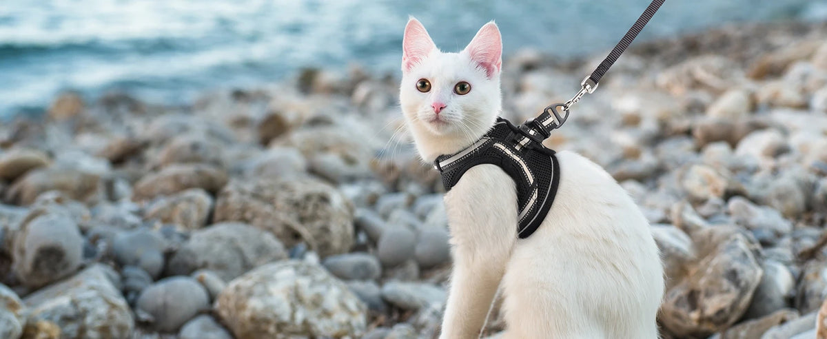Escape-Proof Cat Harness and Leash Set with Reflective Strips