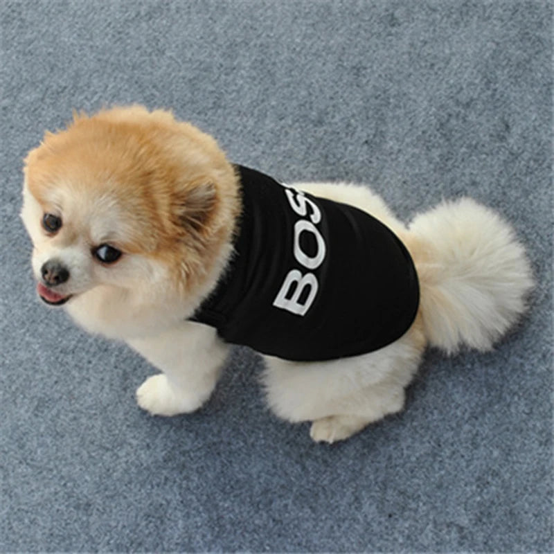 Ein flauschiger, hellfarbener Hund mit einem schwarzen Weste mit weißer Beschriftung liegt auf einer grauen Oberfläche.