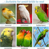 Eine Sammlung farbenfroher Papageien, darunter Kanarienvögel, Kakadu, Budgerigars, Cockatiels, Lovebirds und Parakeets, ruhen