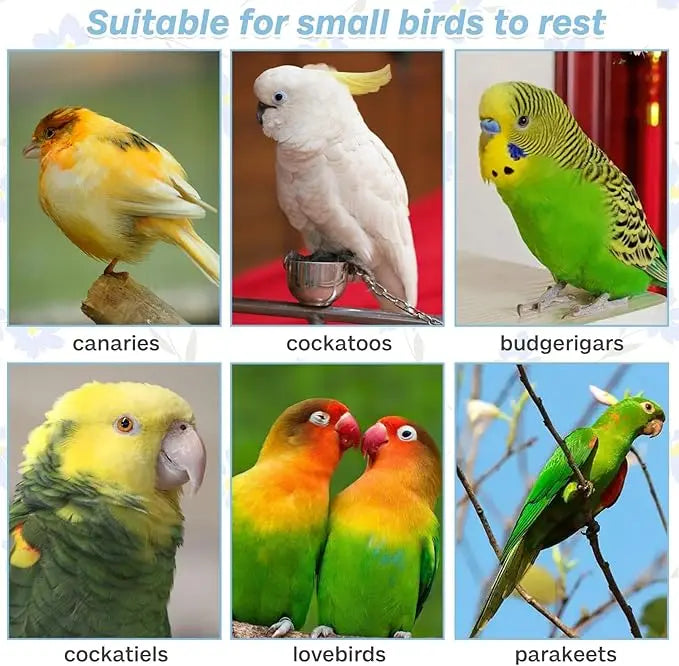 Eine Sammlung farbenfroher Papageien, darunter Kanari, Kakaduo, Budgerigidae und Lovebirds.