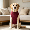 A golden retriever wearing a maroon turtleneck dog vest with a bear patch, sitting on a light rug.