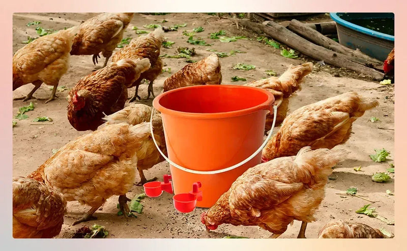 Automatische Tränkenasen für Geflügel