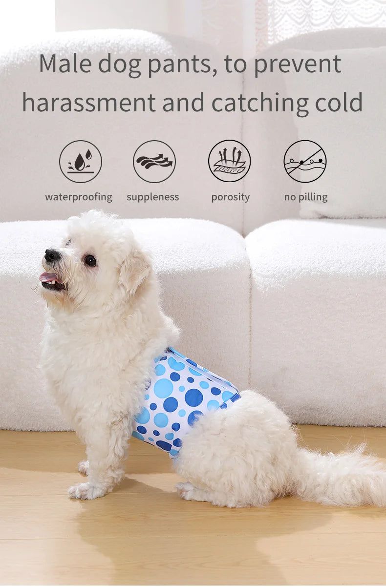 A white poodle wearing blue dog pants is shown next to text describing the benefits of male dog pants.