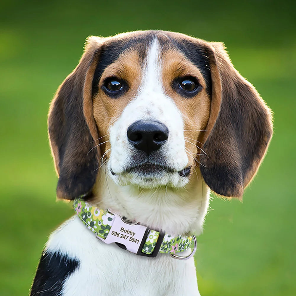 A brown and white dog wearing a floral print collar with an engraved name tag.