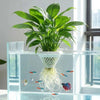 A vibrant green aquatic plant with roots is displayed in a clear glass aquarium tank.