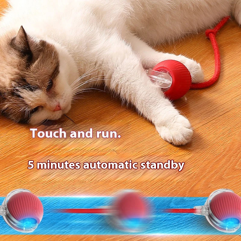 Eine weiße und tabbyartige Katze interagiert mit einem interaktiven rollenden Spielzeug, das Vogelgeräusche abgibt.
