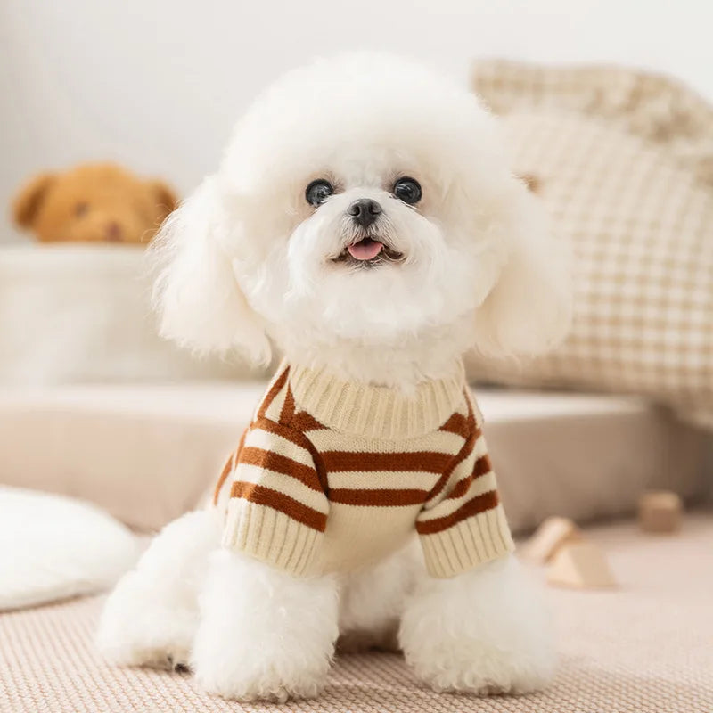 A fluffy white dog wearing a striped bear cardigan pet sweater, sitting on a light surface.