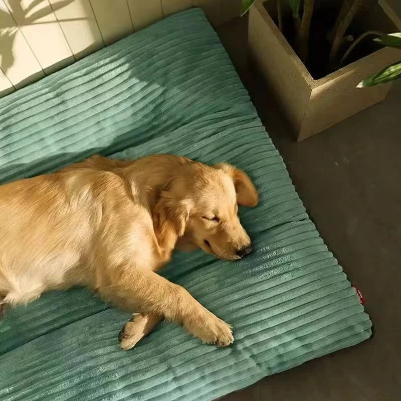 Ein golden Retriever liegt auf einem türkisen Samt-Hundbett drinnen.