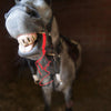 A close-up of a gray horse with a red breakaway halter on its head.