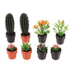 Set of 5 Miniature Potted Plants for Dollhouse Scenes