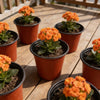 Plastic Plant Nursery Pots with Drainage Holes (Set of 10)