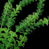 Artificial Aquarium Plants Water Weeds Decor Grass