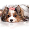 Pink Bow Hair Clips for Small Dogs - Pet Grooming Accessories (10 Pack)