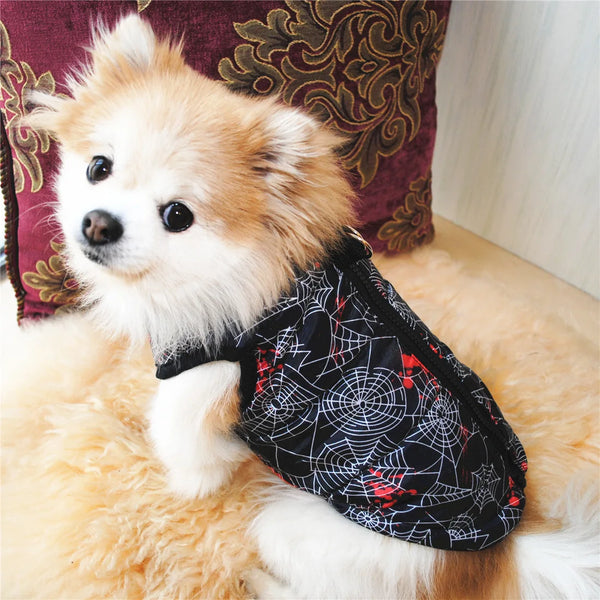 A fluffy light brown and white dog wearing a black coat with a red spiderweb pattern.