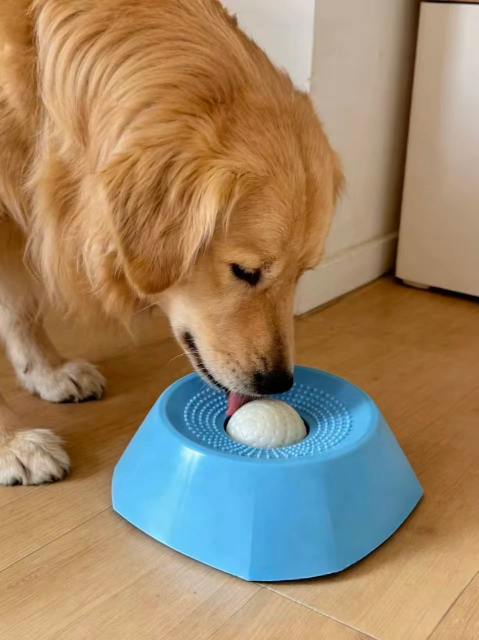 Un perro golden retriever interactuando con un cuenco de alimentación lenta azul en un suelo de madera.