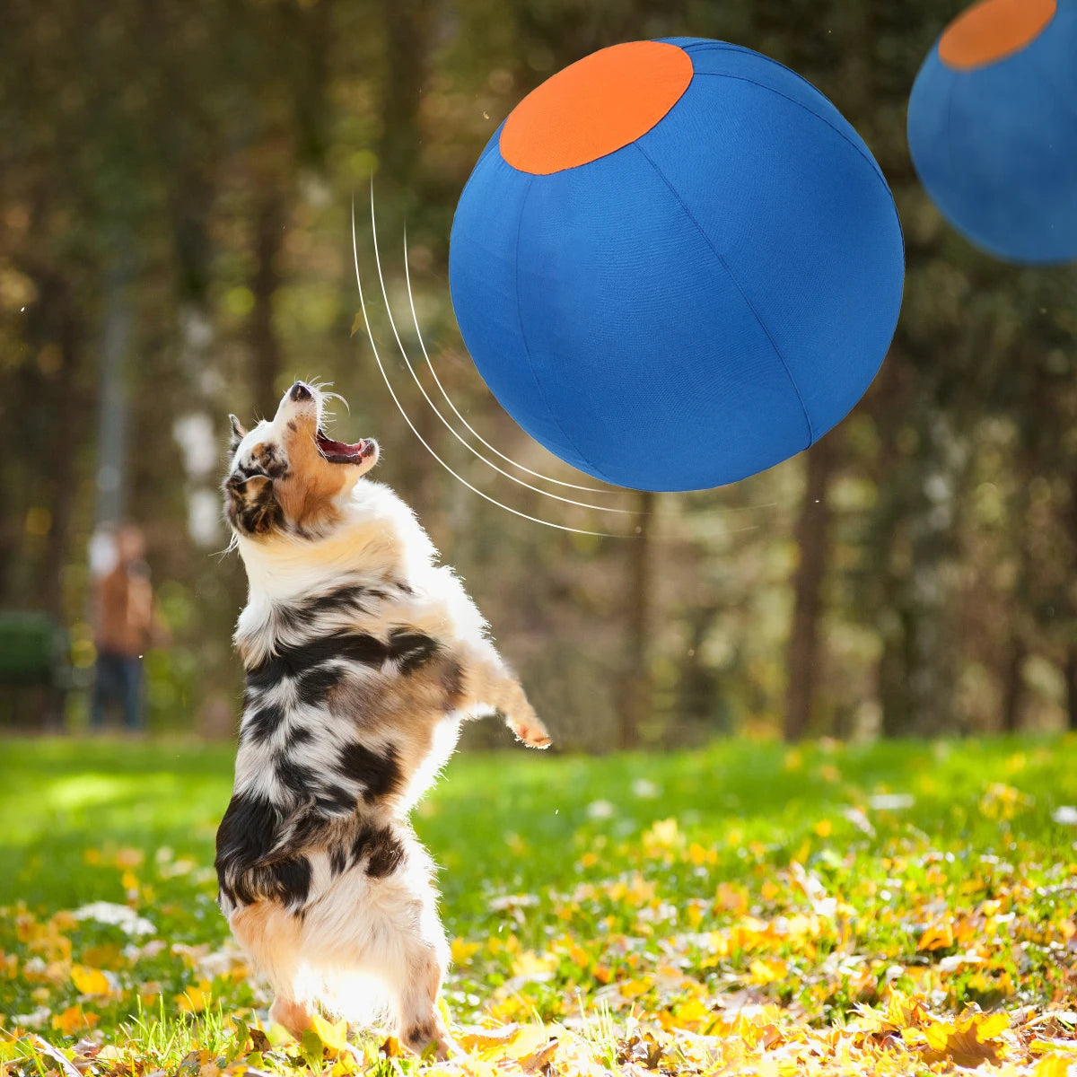 A dog leaps in the air, chasing a blue and orange inflatable herding ball in a grassy outdoor setting.
