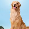 Waterproof Dog Boots with Anti-Slip Soles for Small Breeds