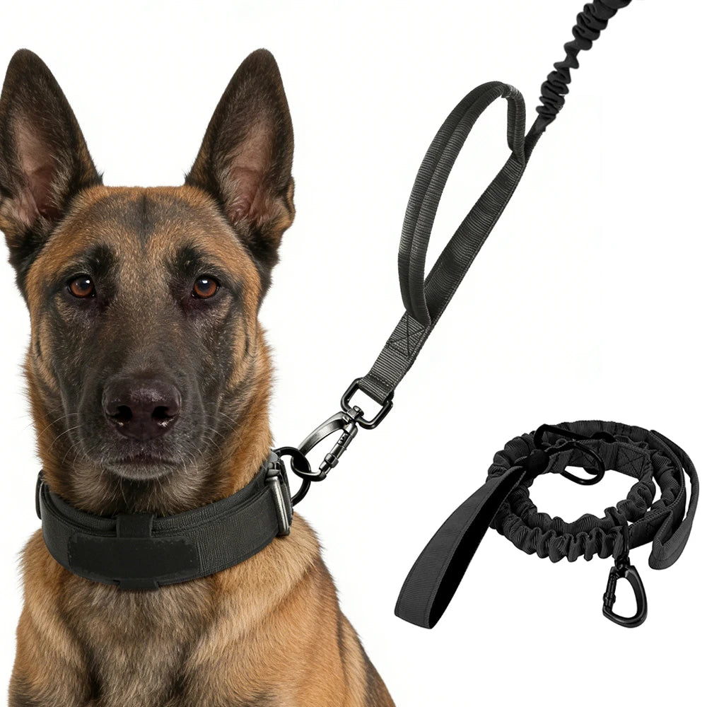 A brown dog wearing a black collar and leash, with the bungee leash and padded handles visible.