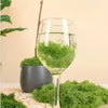 Natural Green Preserved Moss for DIY Crafts and Decor