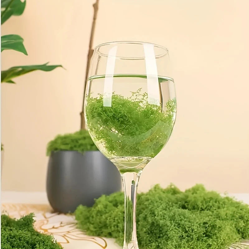 Natural Green Preserved Moss for DIY Crafts and Decor