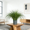 Artificial Reed Grass Bouquet – 50cm Tropical Faux Plant