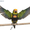 Adjustable Parrot Flying Harness with Leash for Small to Medium Birds