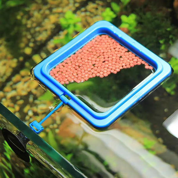 A blue feeding ring with a pink pellet is placed in water, attached to an aquarium.