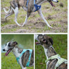 A dog wearing a blue harness is running across a grassy field, with another dog in a green harness visible below.