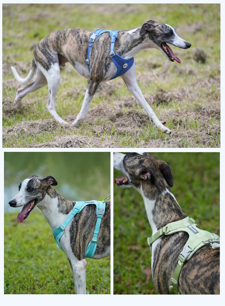 A dog wearing a blue harness is running across a grassy field, with another dog in a green harness visible below.