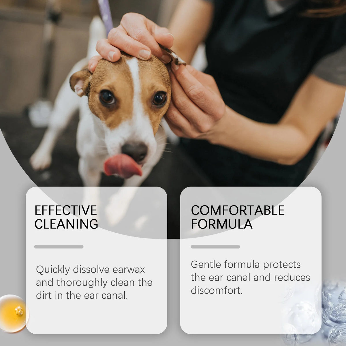 A person gently cleans the ear of a dog with natural pet ear cleaning drops.