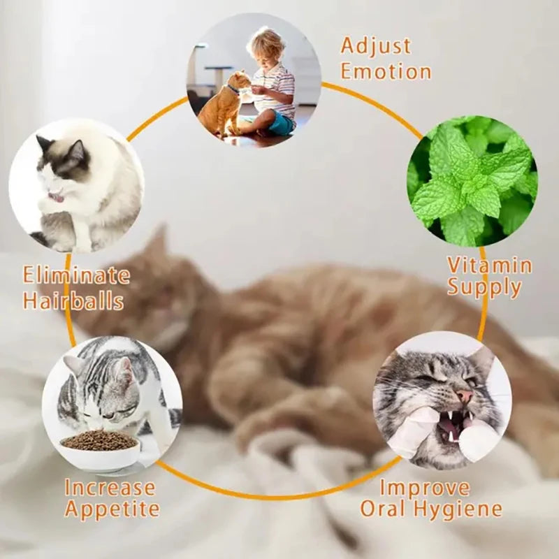 Edible Catnip Wall Balls for Dental Care and Play