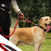 A dog is being walked on a red leash with dual handles, demonstrating the soft rubber traffic handle feature.