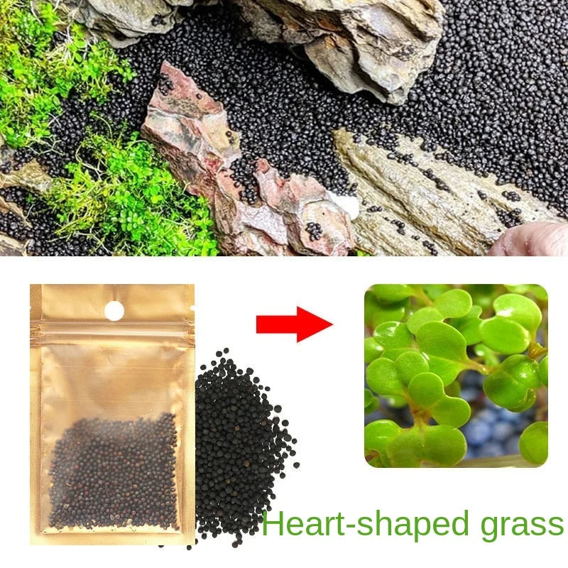 Heart-shaped grass seeds scattered on dark gravel and rocks.