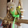 Adjustable Parrot Harness and Leash Set for Small Birds