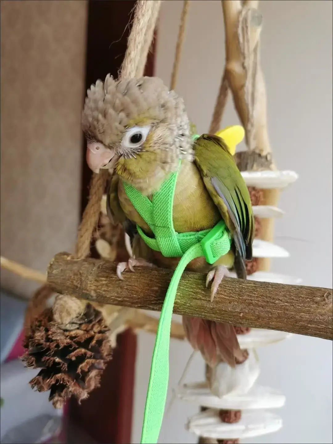 Adjustable Parrot Harness and Leash Set for Small Birds