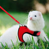 A white kitten wearing a red mesh harness and attached to a red leash, lying in green grass.