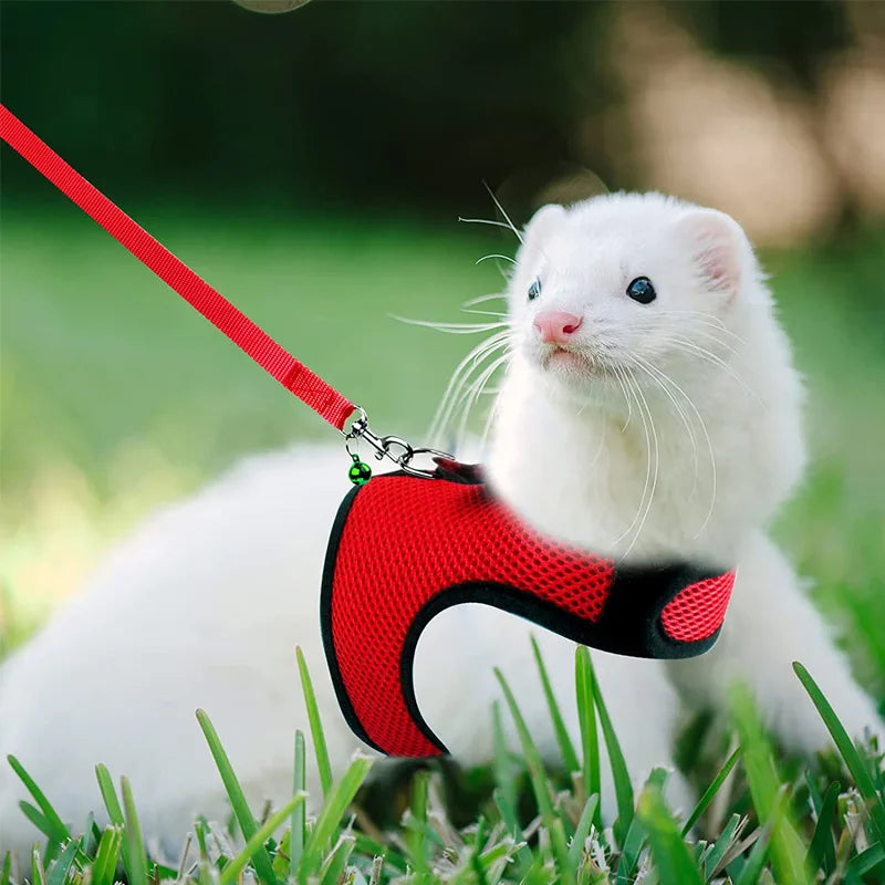 A white kitten wearing a red mesh harness and attached to a red leash, lying in green grass.