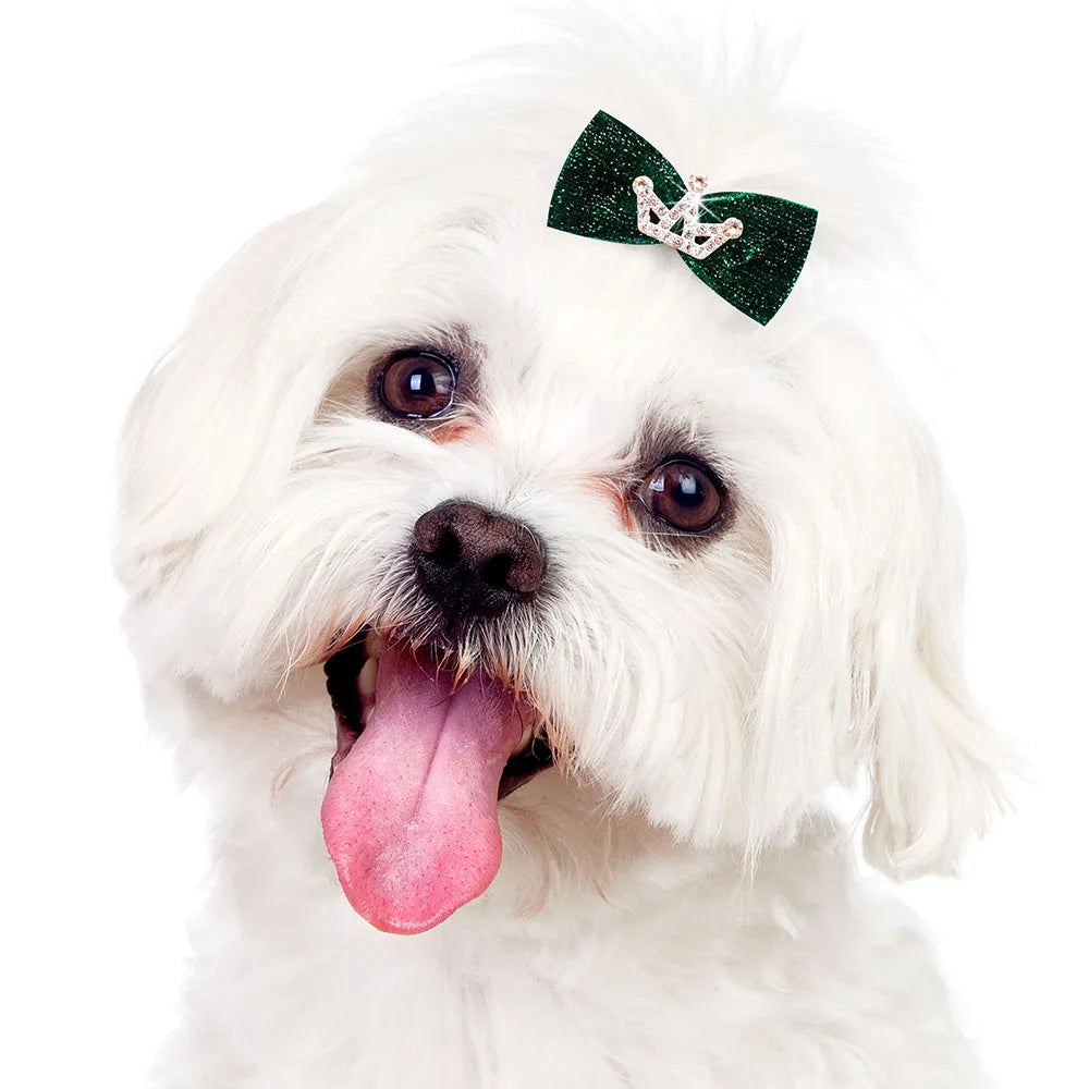 A white dog wearing a dark green glitter bow hair clip on its head.