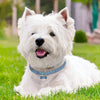A white dog wearing a blue crystal rhinestone collar with a quick release buckle, lying in green grass.