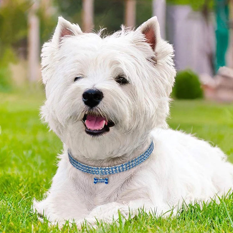 A white dog wearing a blue crystal rhinestone collar with a quick release buckle, lying in green grass.