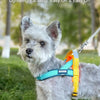 A small, fluffy gray dog wearing a lightweight T-style dog harness with bright yellow and blue accents outdoors.
