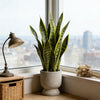 Artificial Snake Plant Decorative Faux Sansevieria