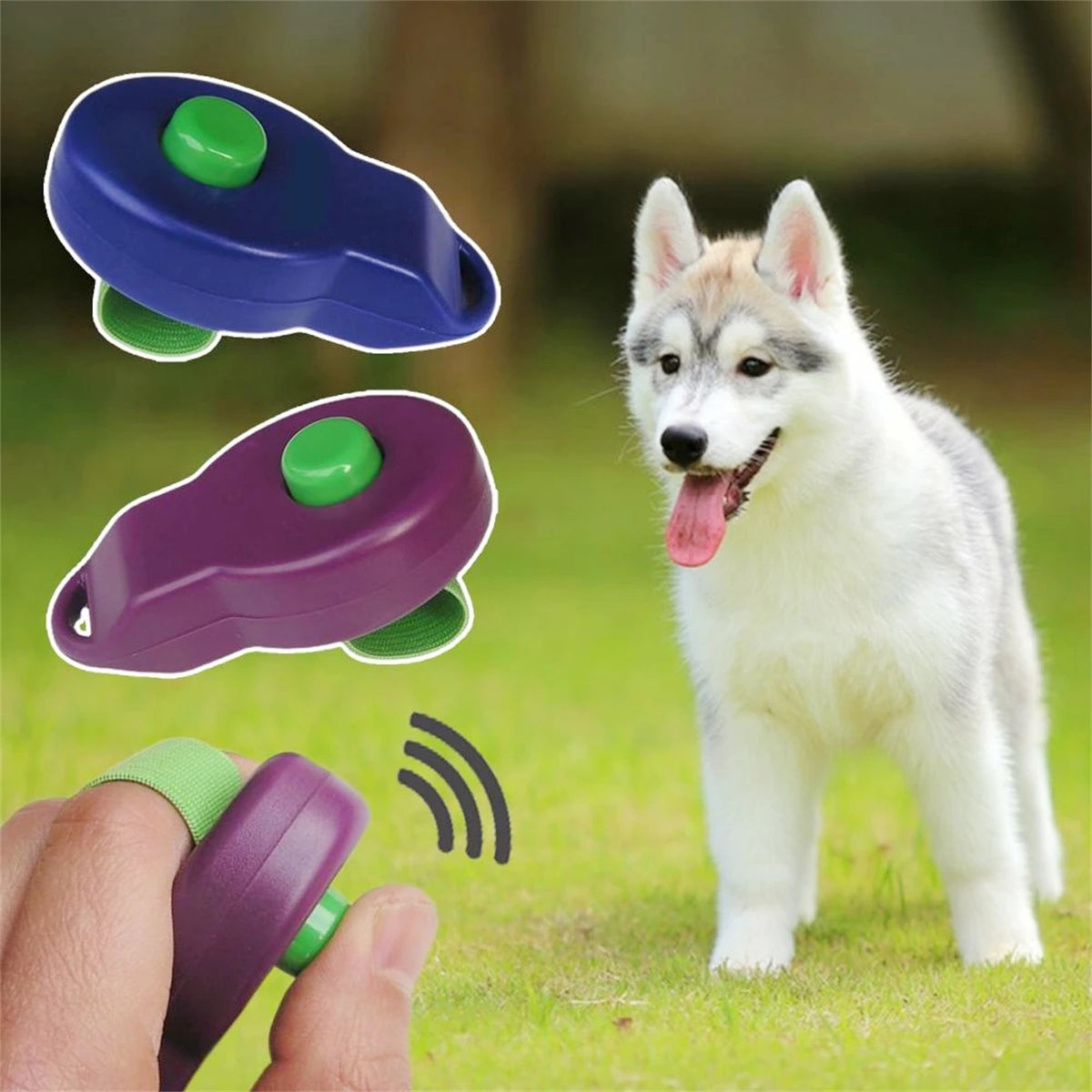A white dog stands on green grass while a hand holds a purple training clicker with a green band.