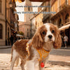 Checkered Nylon Dog Harness for Small Dogs with Leash