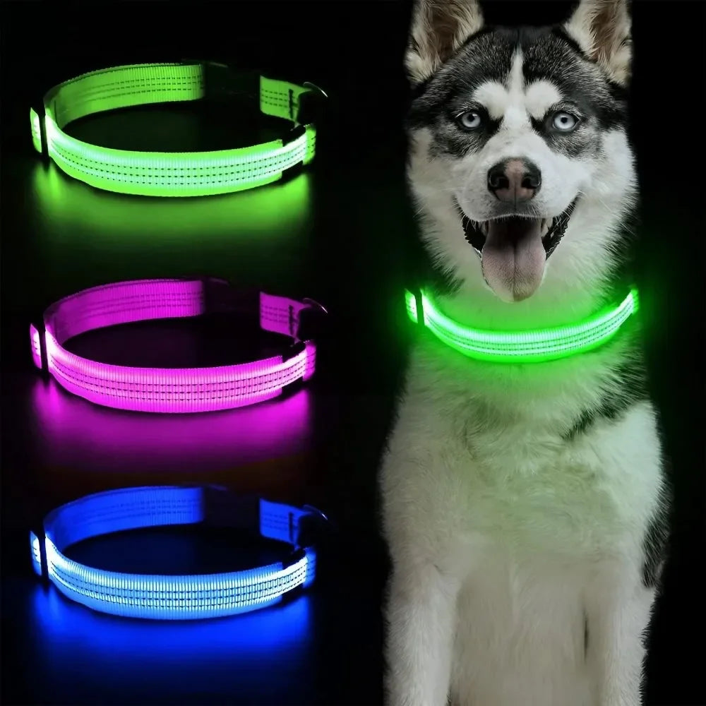 A husky dog wearing a reflective LED collar displaying three different light colors: green, purple, and blue.