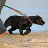 A black dog is running on a sandy beach while being led by a hands-free leash with a colorful reflective stripe.